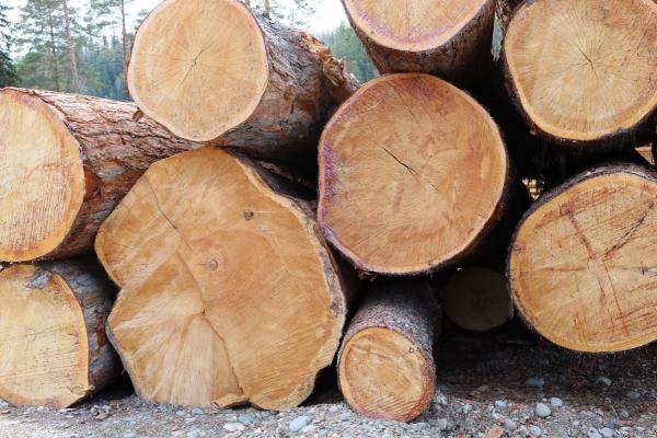 Кедр сибирский кругояк,  доска,  брус от производителя. — фото 5